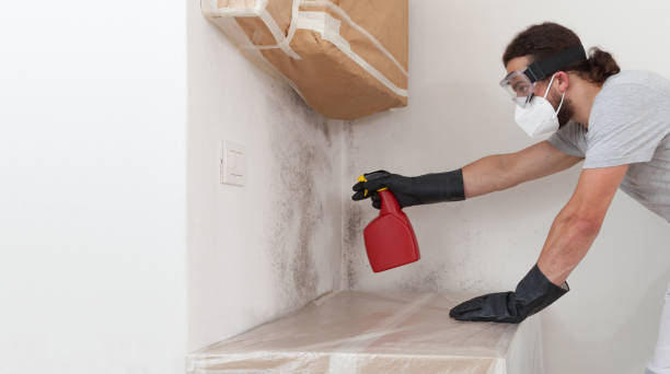 Basement Mold Remediation treatment on basement walls in Mineola