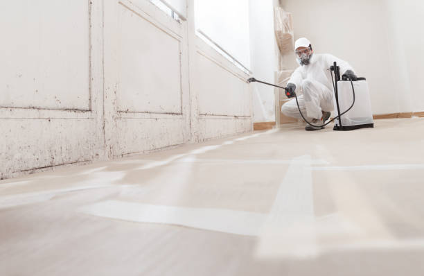 Black mold remediation team in Mineola