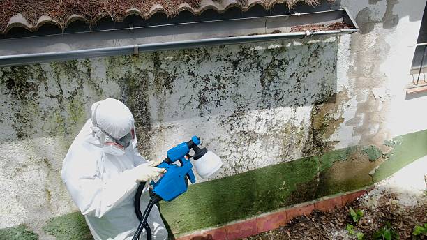 Mold Removal service in Mineola